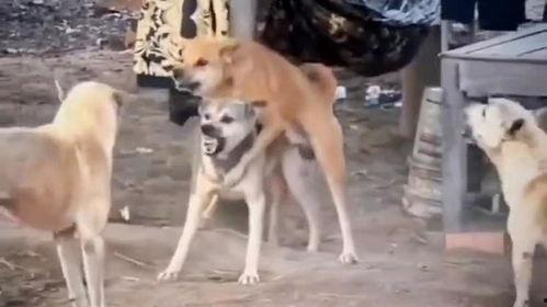 二狗爆料冥想视频,冥想视频背后的神秘力量  第2张 二狗爆料冥想视频,冥想视频背后的神秘力量  第2张