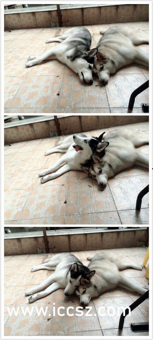 天牛起飞爆料视频大全,揭秘神秘生物的空中奇观  第3张 天牛起飞爆料视频大全,揭秘神秘生物的空中奇观  第3张