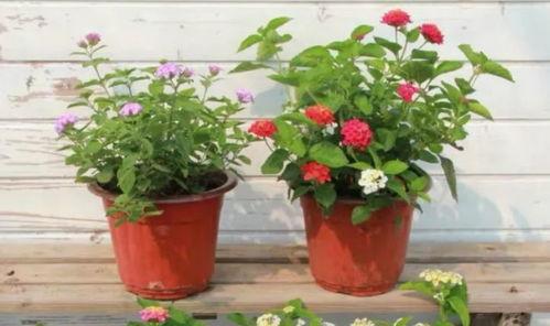 石家庄水厂爆料视频最新,水质安全引关注  第3张 石家庄水厂爆料视频最新,水质安全引关注  第3张